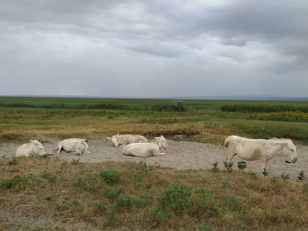 Sunset over the Lange Lacke in the Seewinkel