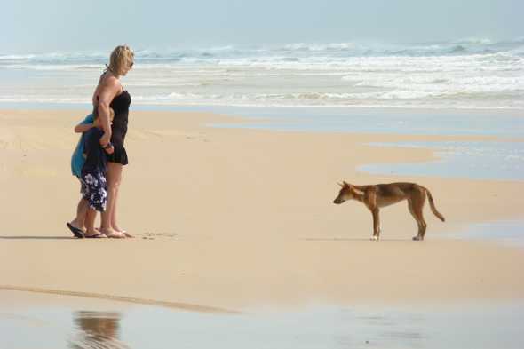 Woman on Australian beach shields two kids from watchful dingo